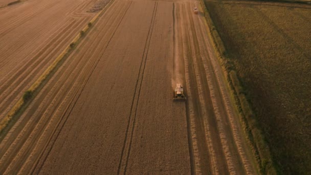 英国の小麦畑を収穫する収穫機のコンバインの素晴らしい夕日の映像。8月に撮影された空中4K映像 — ストック動画