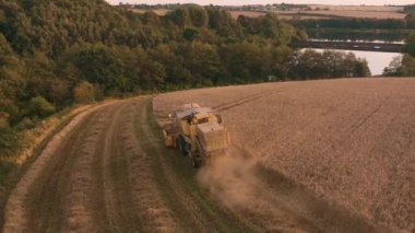 Birleşin Harvester buğday tarlaları hasat inanılmaz günbatımı görüntüleri. İngiltere'de Ağustos ayından hava 4k görüntüleri