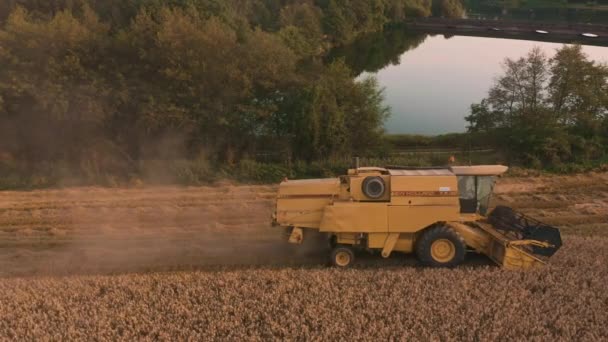 Sheffield, UK-24 augustus 2019: New Holland Tx32 combineren Harvester oogst tarwe velden bij zonsondergang. 4k-beeldmateriaal in de lucht — Stockvideo
