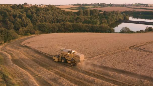 Sheffield, UK-24 augustus 2019: New Holland Tx32 combineren Harvester oogst tarwe velden bij zonsondergang. 4k-beeldmateriaal in de lucht — Stockvideo