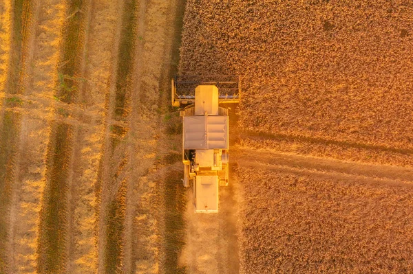 Birdseye ripresa aerea di una mietitrice che raccoglie un campo di grano al tramonto nel Regno Unito — Foto Stock
