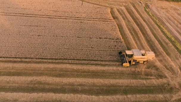 Luchtbeelden van een nieuwe Holland Tx32 Harvester oogst tarwe bij zonsondergang — Stockvideo