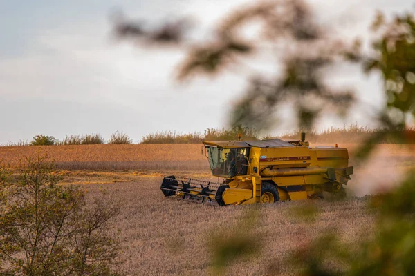 SHEFFIELD, UK - 24 AGOSTO 2019: Profilo laterale di una New Holland TX32 Combine Harvester che lavora un campo di grano durante il tramonto — Foto Stock