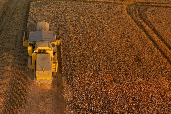 Rear aerial shot of a Combine Harvester harvesting a wheat field at Sunset