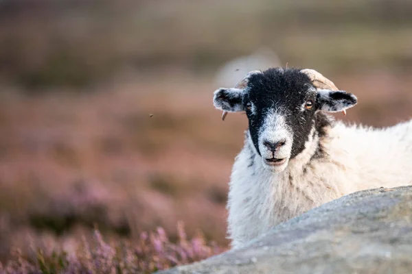 A male sheep staring at the camera. Shot at the Peak District National Park, UK - Summer. — Stock Photo, Image