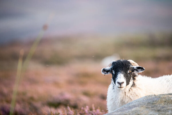 A male sheep staring at the camera. Shot at the Peak District National Park, UK - Summer.