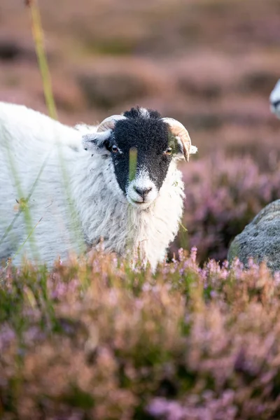 Een mannelijke schaap staren naar de camera. Schot in het Peak District National Park, Verenigd Koninkrijk-zomer. — Stockfoto