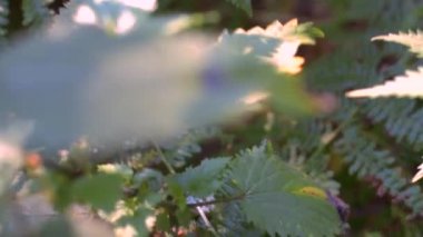 Yeşil Batma Isırgan Bitkisi - Sığ alan derinliğini kapatın. İngiltere