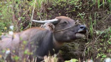 Sapa 'da otlayan erkek bir Bufalo' nun yakınında - Sonbaharda Kuzey Vietnam