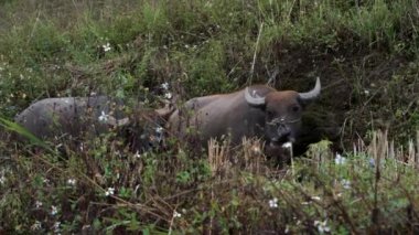 Sapa 'da iki Bufalo otlanıyor - Sonbaharda Kuzey Vietnam