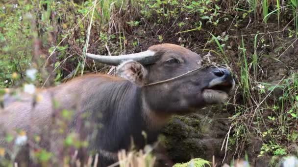 Close up van een mannelijke waterbuffel grazen op planten en gras in Sapa - Noord-Vietnam in het najaar — Stockvideo