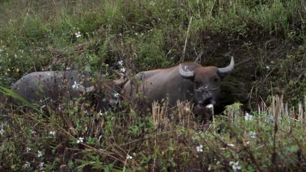 Due bufali d'acqua pascolano su piante ed erba in Sapa - Vietnam del Nord in autunno — Video Stock