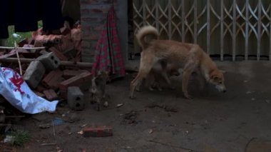 Yavrular ve anneleri Sapa, Vietnam 'da bir evde yiyecek arıyorlar.