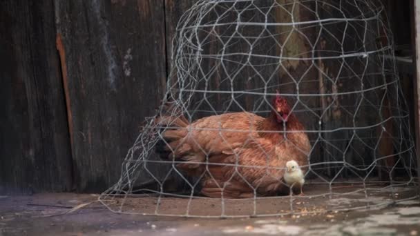 A chicken and its chick are caged in Cat Cat Village, Northern Vietnam — Stock Video