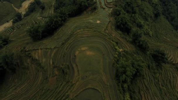 Aerial drone footage of rice terraces in Sapa, Northern Vietnam -October 2019 — Wideo stockowe