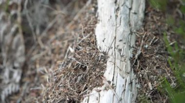 4K Avrupa Karınca Kolonisi ölü bir ağacın üzerinden geçiyor. Yüzlerce Avrupalı karınca