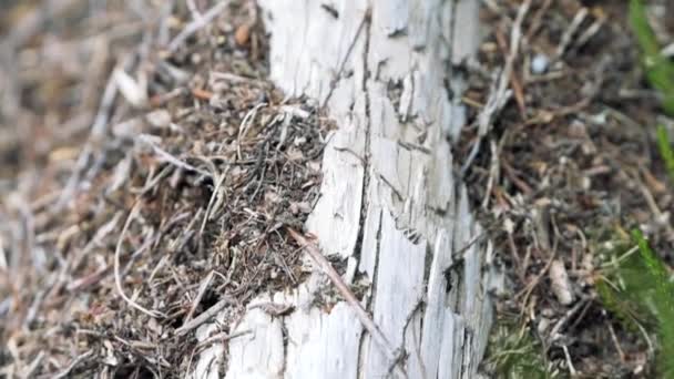 120fps slow motion närbild myra koloni på en död vitt träd med massor av myror rör sig runt — Stockvideo