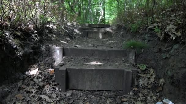 Súper cámara lenta de sendero de tierra y escalones de madera a través de un sendero en un bosque inglés, verano 2020 — Vídeos de Stock