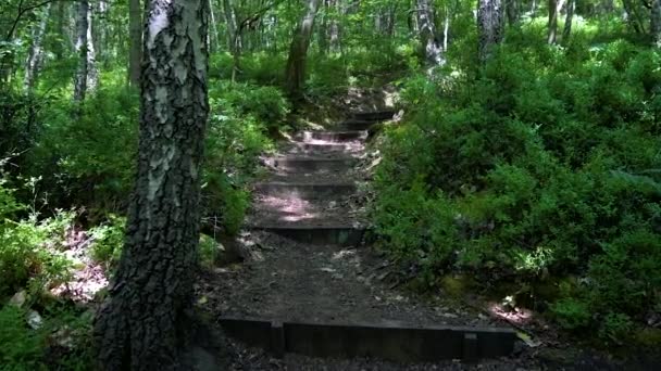 Super-Zeitlupe von Schotterpfad und Holzstufen durch einen Trekkingpfad im Englischen Wald, Sommer 2020 — Stockvideo