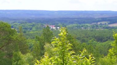 Parlak yeşil ağaçlar, İngiltere 'nin Crooksbury Tepesi' nde, güneşli bir Haziran gününde sakin bir rüzgarda esiyor.. 