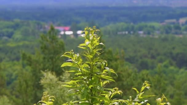 Élénk zöld fák fúj a nyugodt szél egy fényes, meleg napon júniusban a Crooksbury Hill Angliában — Stock videók