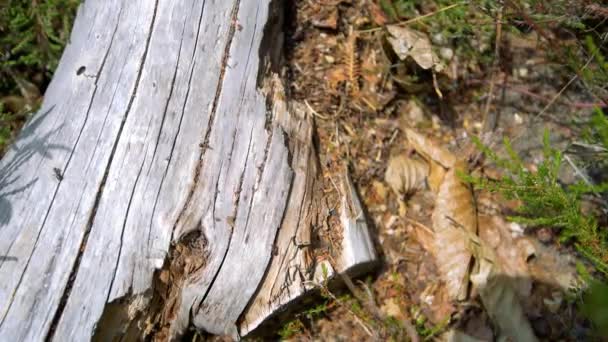 4K 유럽의 개미 군락이 죽은 나무 위를 걷고 있습니다. 수백 마리의 유럽 개미 — 비디오