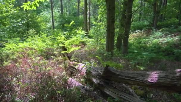 Bos en bos onder dichte boomtoppen met bladeren en donkere schaduwen. Opgenomen in de zomer van 2020 in Engeland — Stockvideo