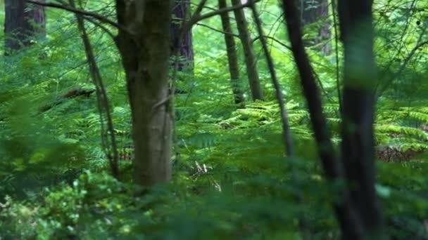 Ліс і Ліс під густими деревами з листям і темними тінями. Розстріляний влітку 2020 року в Англії. — стокове відео