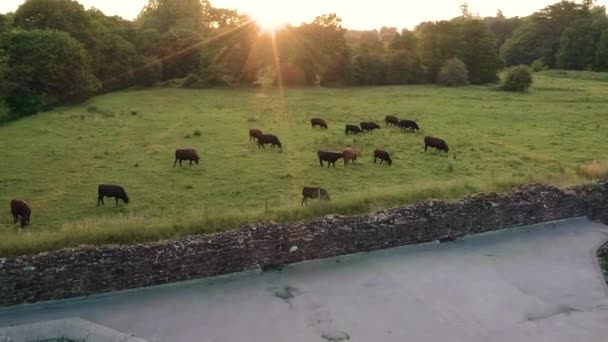 Luchtbeelden van koeien die grazen in een veld bij middeleeuwse ruïnes van een oude abdij in Engeland tijdens zonsondergang — Stockvideo