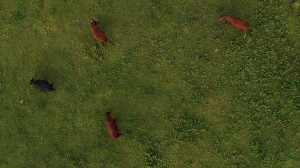 Luchtbeelden van koeien die tijdens zonsondergang in de zomer boven een weiland grazen UK — Stockvideo