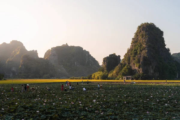 Vápencové skály za rýžovými terasami a poli plná květin v Tam Coc, Ninh Binh, Severní Vietnam. Výstřel při západu slunce — Stock fotografie