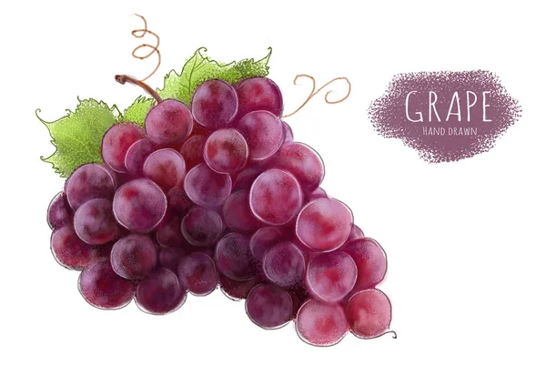 Grape Red Grapes Isolated Hand Painted Illustration White Background — Stock Vector