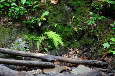 Büyük Smoky Dağları yaz Tennessee çevresinde