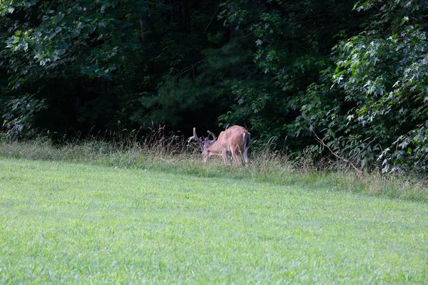 Die Großen Rauchigen Berge Sommer Rund Tennessee — Stockfoto