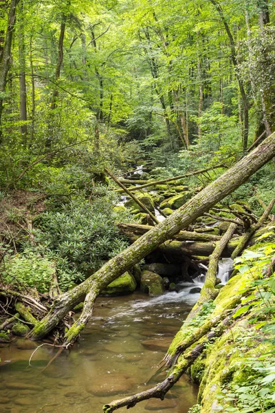 Great Smoky Mountains Summer Tennessee — Stock Photo, Image