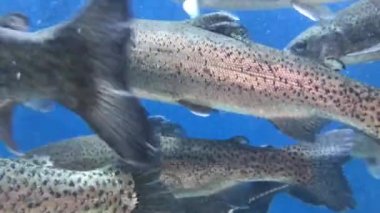 Bir sürü balık suda yüzüyor. Mavi su de somon. Büyük akvaryum, somon yakın çekim.