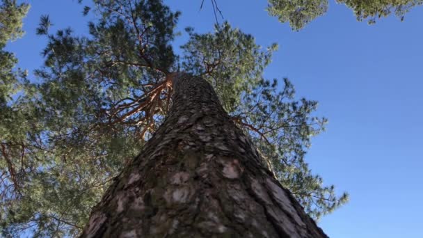 Pień Wysokiego Drzewa Sosna — Wideo stockowe