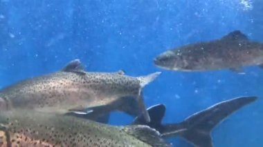 Bir sürü FIA çok balık suda yüzüyor. Mavi su de somon. Büyük akvaryum, somon kapat-up.sh suda yüzüyor. Mavi su de somon. Büyük akvaryum, somon yakın çekim.