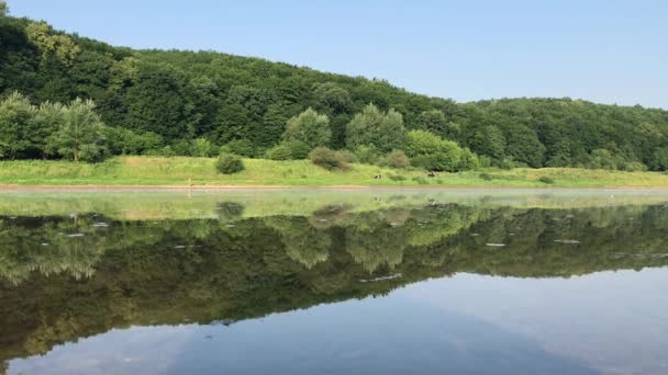 Reflet Une Forêt Dans Une Rivière Calme Montagneuse Matin Dans — Video
