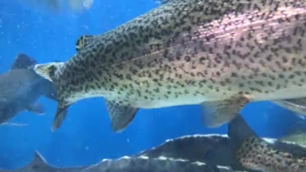 Montón Fia Muchos Peces Nada Agua Salmón Agua Azul Acuario — Vídeo de stock