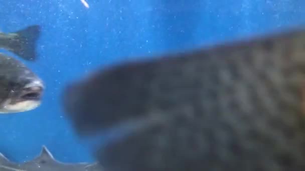 Bir Sürü Balık Suda Yüzüyor Mavi Somon Büyük Akvaryum Somon — Stok video