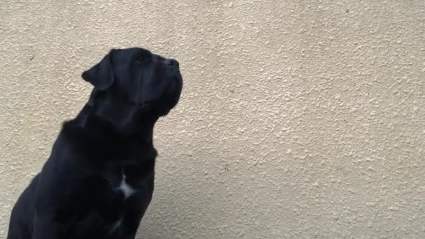 Stor Svart Hund Cane Corso Närbild — Stockvideo