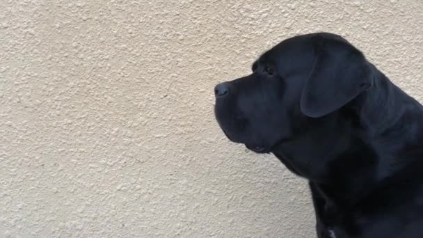 Grote Zwarte Hond Cane Corso Close — Stockvideo