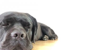 Büyük, siyah köpek Cane Corso, portre