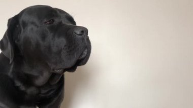 Büyük, siyah köpek Cane Corso, portre