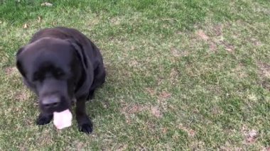 Büyük, siyah köpek Cane Corso, portre