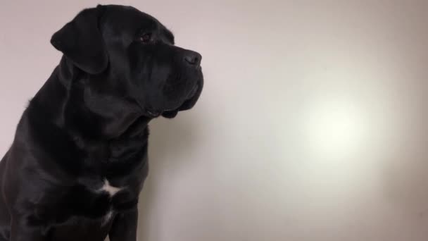 Velký Černý Pes Cane Corso Closeup — Stock video