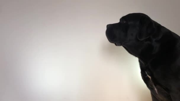 Big Black Dog Cane Corso Closeup — Stock Video