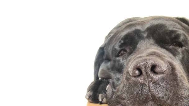 Grand Chien Noir Cane Corso Gros Plan — Video