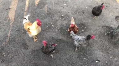 Tavuklar ve horoz yerde yürüyor. Organik çiftlik